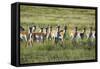 Pronghorn Antelope Herd-Dean Fikar-Framed Stretched Canvas