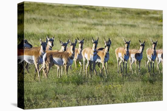 Pronghorn Antelope Herd-Dean Fikar-Stretched Canvas