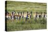 Pronghorn Antelope Herd-Dean Fikar-Stretched Canvas