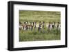 Pronghorn Antelope Herd-Dean Fikar-Framed Photographic Print