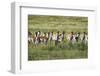 Pronghorn Antelope Herd-Dean Fikar-Framed Photographic Print