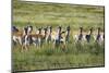 Pronghorn Antelope Herd-Dean Fikar-Mounted Photographic Print