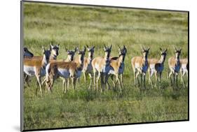 Pronghorn Antelope Herd-Dean Fikar-Mounted Photographic Print