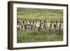 Pronghorn Antelope Herd-Dean Fikar-Framed Photographic Print