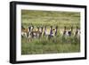 Pronghorn Antelope Herd-Dean Fikar-Framed Photographic Print