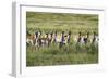 Pronghorn Antelope Herd-Dean Fikar-Framed Photographic Print