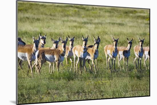 Pronghorn Antelope Herd-Dean Fikar-Mounted Photographic Print