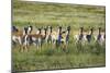 Pronghorn Antelope Herd-Dean Fikar-Mounted Photographic Print