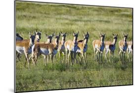 Pronghorn Antelope Herd-Dean Fikar-Mounted Photographic Print