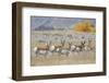 Pronghorn antelope herd.-Ken Archer-Framed Photographic Print