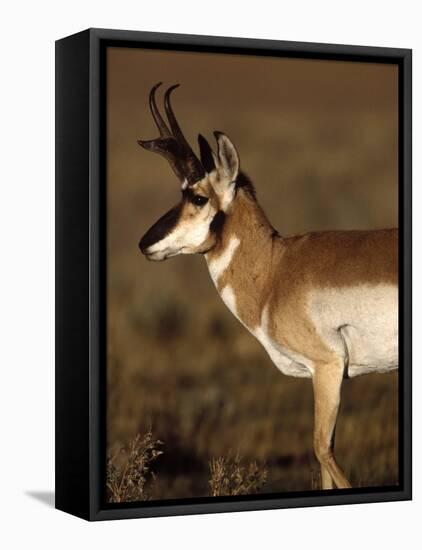 Pronghorn Antelope in Grand Teton National Park, Wyoming, USA-Diane Johnson-Framed Stretched Canvas