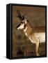 Pronghorn Antelope in Grand Teton National Park, Wyoming, USA-Diane Johnson-Framed Stretched Canvas