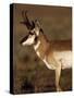 Pronghorn Antelope in Grand Teton National Park, Wyoming, USA-Diane Johnson-Stretched Canvas