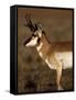 Pronghorn Antelope in Grand Teton National Park, Wyoming, USA-Diane Johnson-Framed Stretched Canvas