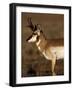 Pronghorn Antelope in Grand Teton National Park, Wyoming, USA-Diane Johnson-Framed Photographic Print