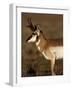 Pronghorn Antelope in Grand Teton National Park, Wyoming, USA-Diane Johnson-Framed Photographic Print