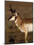 Pronghorn Antelope in Grand Teton National Park, Wyoming, USA-Diane Johnson-Mounted Photographic Print