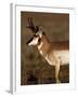 Pronghorn Antelope in Grand Teton National Park, Wyoming, USA-Diane Johnson-Framed Photographic Print