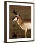 Pronghorn Antelope in Grand Teton National Park, Wyoming, USA-Diane Johnson-Framed Photographic Print