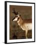Pronghorn Antelope in Grand Teton National Park, Wyoming, USA-Diane Johnson-Framed Photographic Print