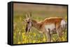 Pronghorn Antelope in the National Bison Range, Montana-James White-Framed Stretched Canvas