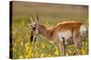 Pronghorn Antelope in the National Bison Range, Montana-James White-Stretched Canvas