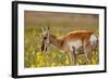 Pronghorn Antelope in the National Bison Range, Montana-James White-Framed Photographic Print