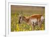 Pronghorn Antelope in the National Bison Range, Montana-James White-Framed Photographic Print