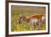 Pronghorn Antelope in the National Bison Range, Montana-James White-Framed Photographic Print