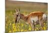 Pronghorn Antelope in the National Bison Range, Montana-James White-Mounted Photographic Print