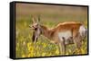 Pronghorn Antelope in the National Bison Range, Montana-James White-Framed Stretched Canvas