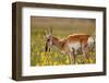 Pronghorn Antelope in the National Bison Range, Montana-James White-Framed Photographic Print