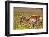 Pronghorn Antelope in the National Bison Range, Montana-James White-Framed Photographic Print