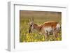 Pronghorn Antelope in the National Bison Range, Montana-James White-Framed Photographic Print