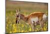 Pronghorn Antelope in the National Bison Range, Montana-James White-Mounted Photographic Print