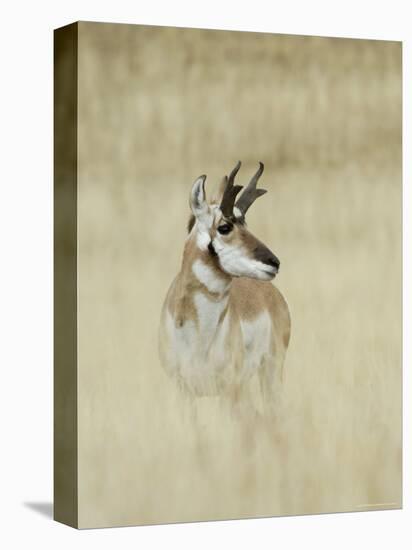 Pronghorn Antelope, Male, Yellowstone National Park, Wyoming, USA-Rolf Nussbaumer-Stretched Canvas