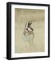 Pronghorn Antelope, Male, Yellowstone National Park, Wyoming, USA-Rolf Nussbaumer-Framed Photographic Print