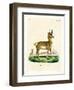 Pronghorn Antelope-null-Framed Premium Giclee Print