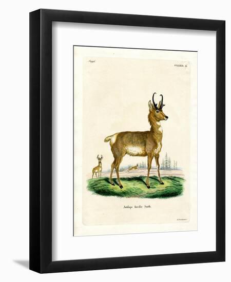 Pronghorn Antelope-null-Framed Premium Giclee Print