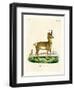 Pronghorn Antelope-null-Framed Premium Giclee Print