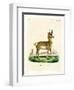 Pronghorn Antelope-null-Framed Premium Giclee Print