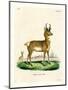 Pronghorn Antelope-null-Mounted Premium Giclee Print