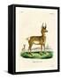 Pronghorn Antelope-null-Framed Stretched Canvas