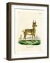 Pronghorn Antelope-null-Framed Giclee Print