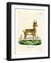 Pronghorn Antelope-null-Framed Giclee Print