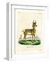 Pronghorn Antelope-null-Framed Giclee Print