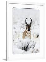 Pronghorn Antelopein heavy snow-Ken Archer-Framed Photographic Print