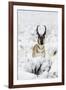 Pronghorn Antelopein heavy snow-Ken Archer-Framed Photographic Print