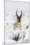 Pronghorn Antelopein heavy snow-Ken Archer-Mounted Photographic Print