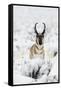 Pronghorn Antelopein heavy snow-Ken Archer-Framed Stretched Canvas